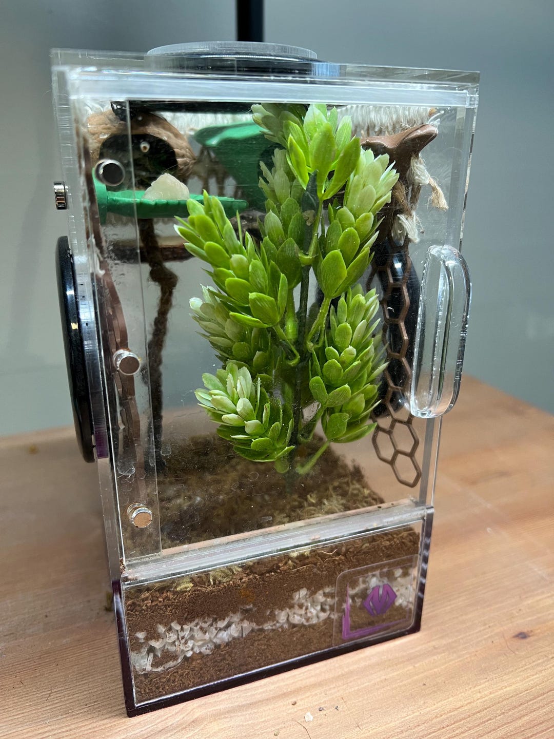 Jumping Spider Enclosure Starter Kit – Naturalistic Habitat Accessories ...