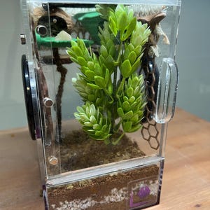 Jumping Spider Enclosure Starter Kit – Naturalistic Habitat Accessories & Decor (No Enclosure Included)