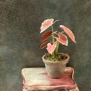 May include: Miniature antique-style nightstand with three drawers, painted in faded red and white. A small potted plant with pink and red leaves sits on top. A penny rests on the floor in front of the nightstand.