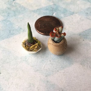 Miniature doll house mini plant bulb sprouting amaryllis succulent cactus pot 1 inch 12 scale tiny antique conservatory vintage OOAK artist