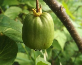 HARDY KIWI CUTTINGS - 7 female 'Red Beauty' a. kolomikta & 3 male 'Arctic Beauty' kolomikta - unrooted - dormant