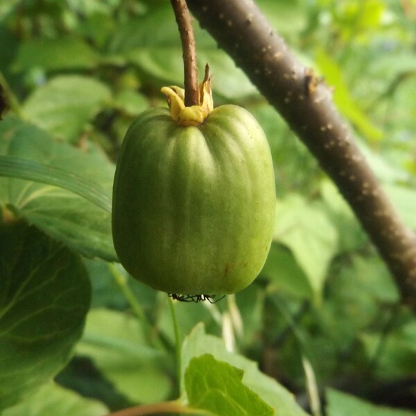 HARDY KIWI CUTTINGS - 7 female 'Red Beauty' a. kolomikta & 3 male 'Arctic Beauty' kolomikta - unrooted - dormant