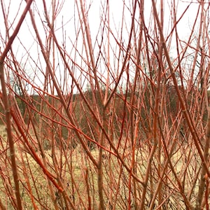 May include: A close-up view of a thicket of red-orange branches against a cloudy sky. The branches are thin and densely packed, creating a textured, interwoven pattern. The background shows a hint of a field and trees.