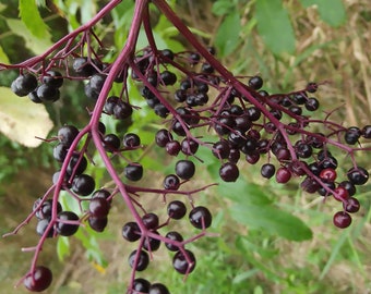 10 MEDICINE WHEEL ELDERBERRY cuttings - unrooted
