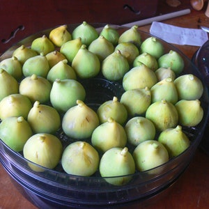 NORTHERN FIG GROWER starter - 2 Conadria | 2 Hardy Chicago | 2 Strawberry Verte