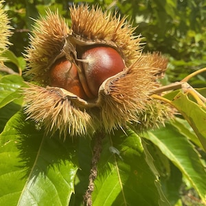 May include: A split, spiky, light brown chestnut burr revealing two smooth, dark reddish-brown chestnuts nestled inside. The burr is surrounded by vibrant green, serrated leaves on a tree branch, captured in bright, natural sunlight.