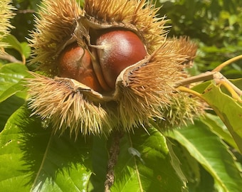 May include: A split, spiky, light brown chestnut burr revealing two smooth, dark reddish-brown chestnuts nestled inside. The burr is surrounded by vibrant green, serrated leaves on a tree branch, captured in bright, natural sunlight.
