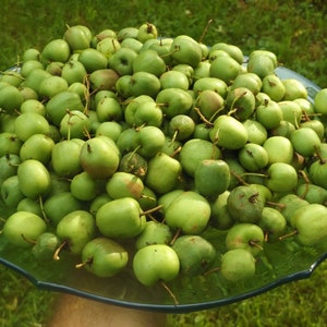 HARDY KIWI CUTTINGS - 7 female &#39;Kickapoo&#39; a. arguta & 3 male &#39;Meader&#39; arguta - unrooted - greenwood cuttings