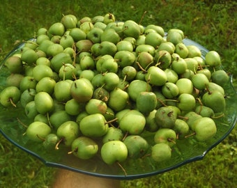 HARDY KIWI CUTTINGS - 7 female 'Kickapoo' a. arguta & 3 male 'Meader' arguta - unrooted - dormant