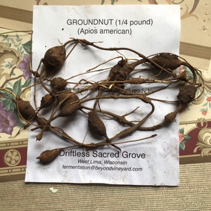 GROUNDNUT TUBERS 1/4 pound (Apios Americana)