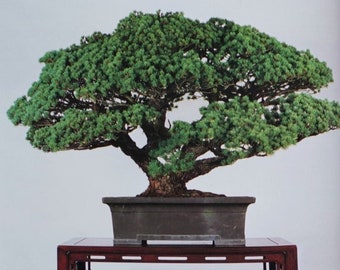 BONSAI catalogue BOOK* | Includes photos of more than 160 full-color work.　All is a beautiful works.