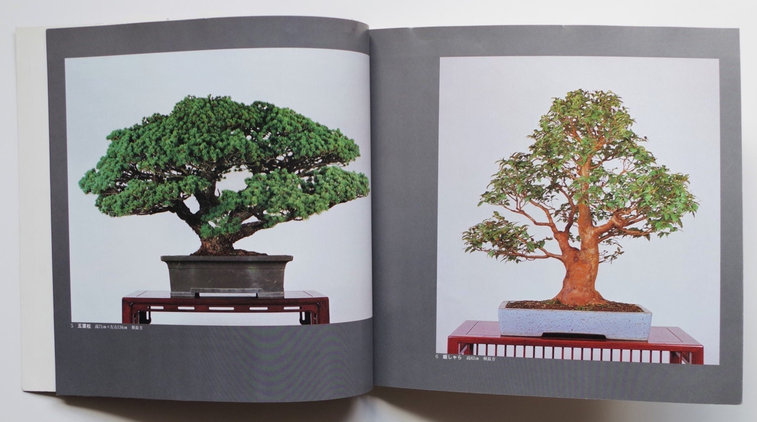 BONSAI Catalogue BOOK | Includes Photos of More Than 160