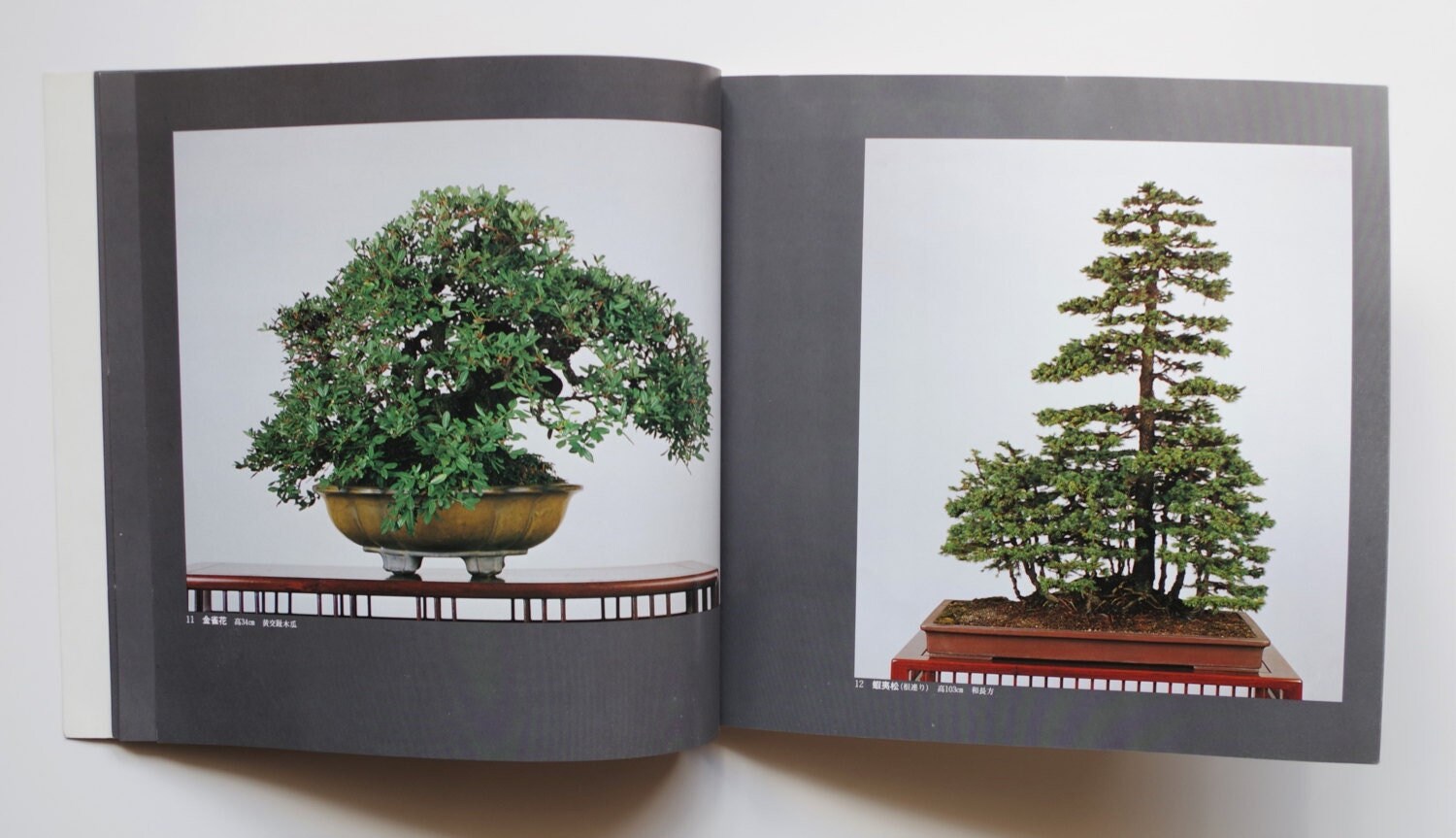 BONSAI Catalogue BOOK | Includes Photos of More Than 160