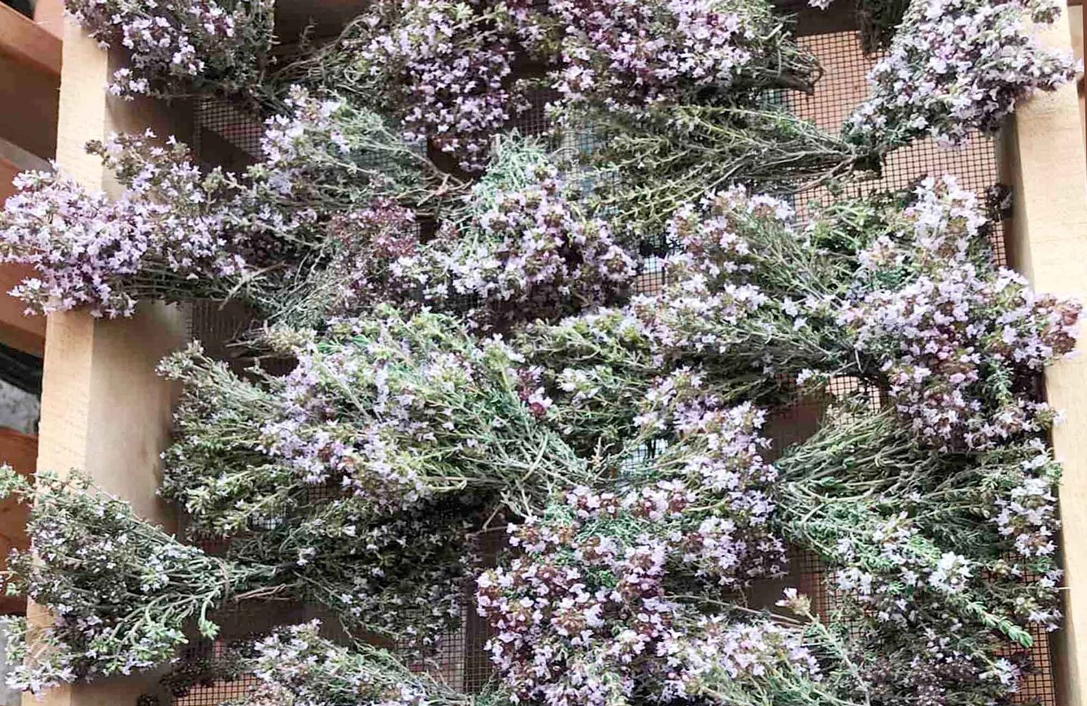 Mediterranean Wild Thyme, 4 Bunches of Spanish Organic Thyme, Thyme