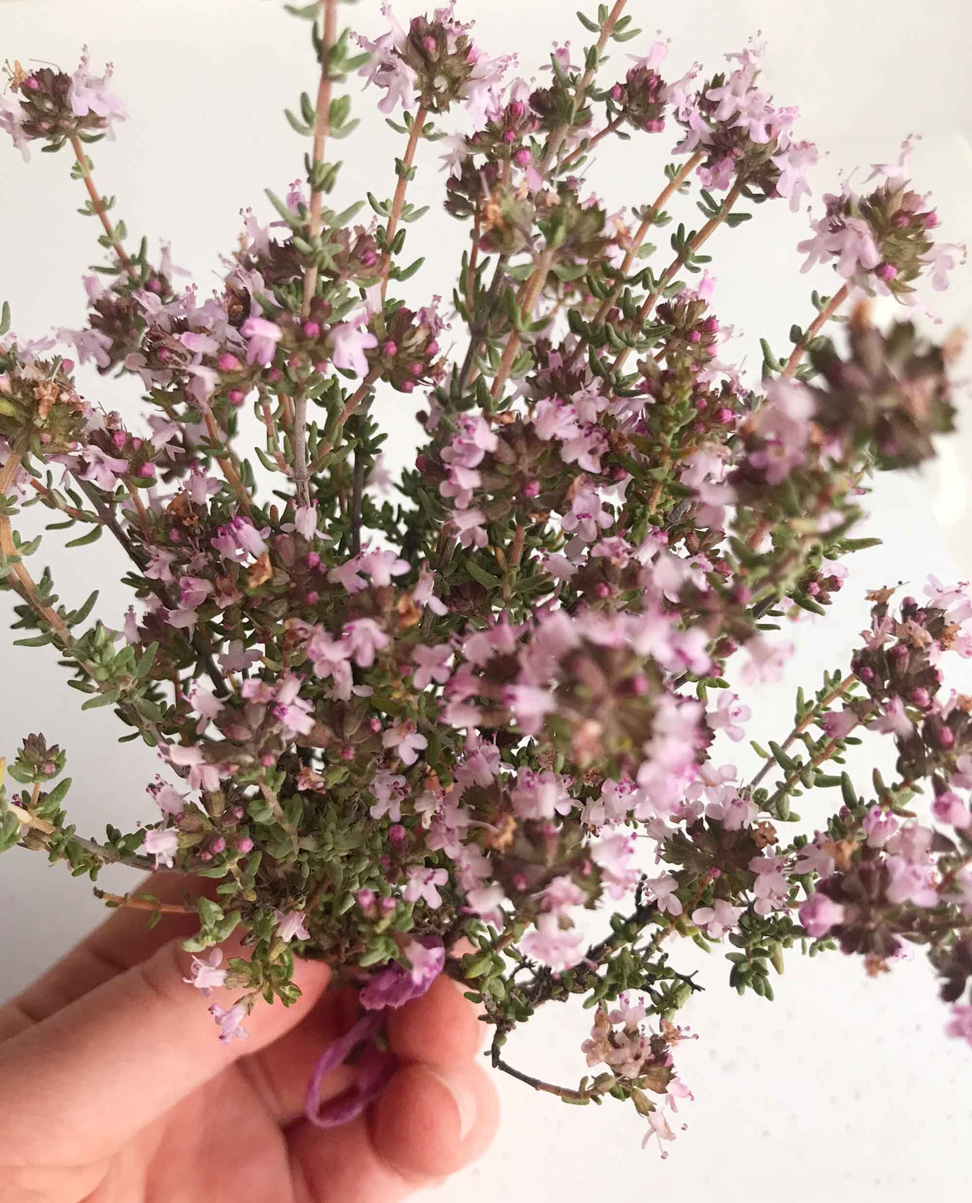 Mediterranean Wild Thyme, 4 Bunches of Spanish Organic Thyme, Thyme