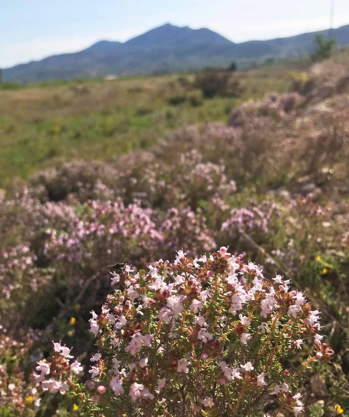 Mediterranean Wild Thyme, 4 Bunches of Spanish Organic Thyme, Thyme