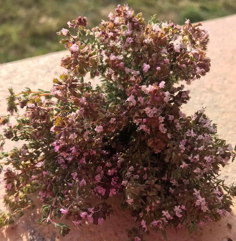spanish thyme spanish thyme