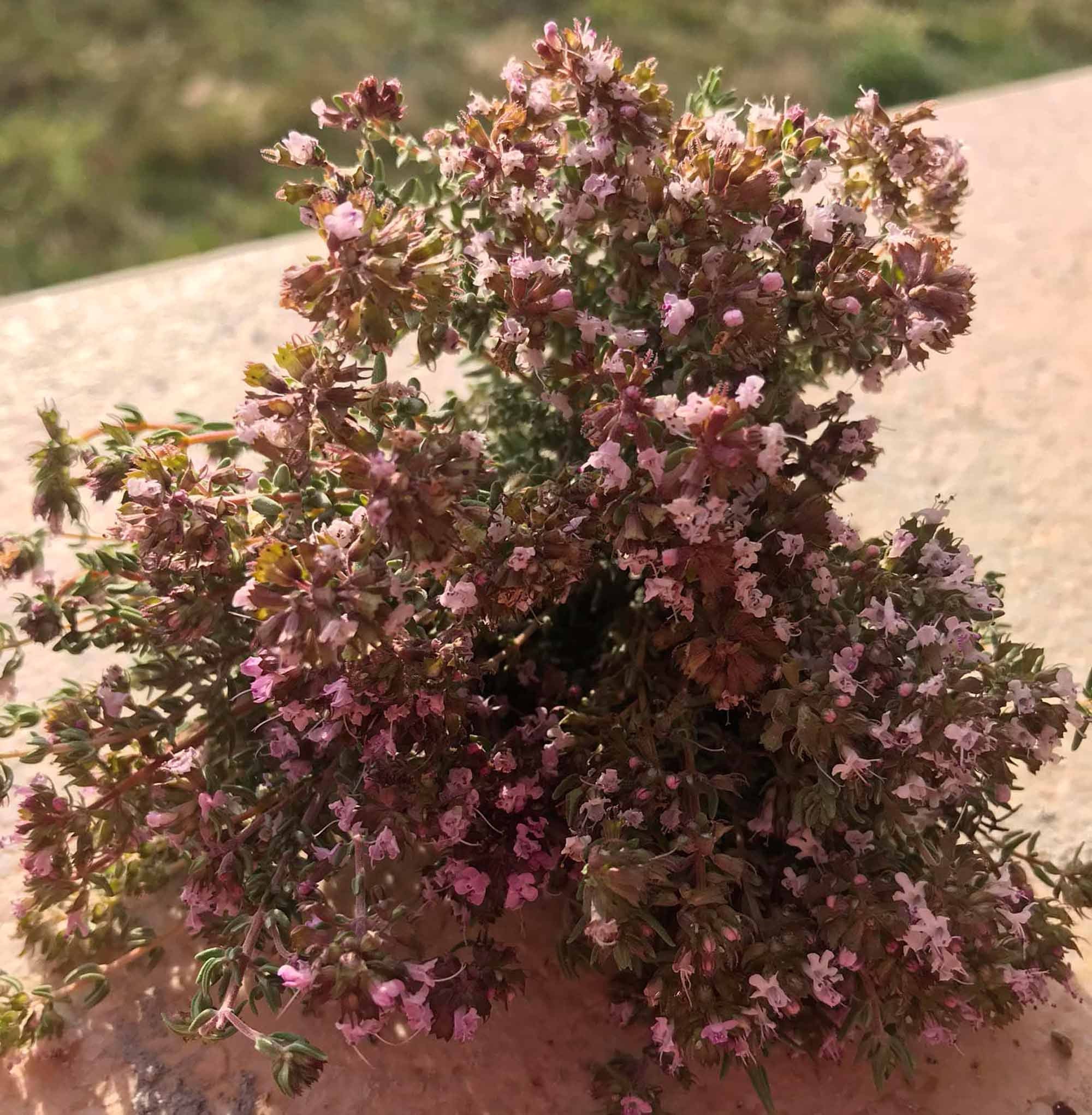 Mediterranean Wild Thyme 4 Bunches of Spanish Organic Thyme Etsy New