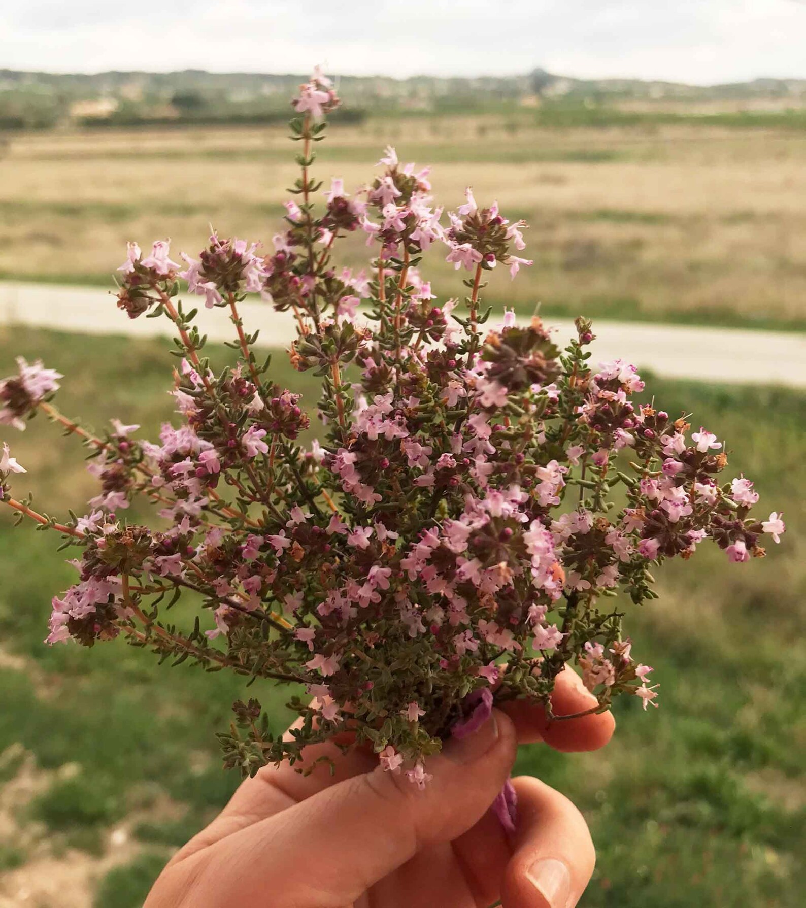 Mediterranean Wild Thyme, 4 Bunches of Spanish Organic Thyme, Thyme
