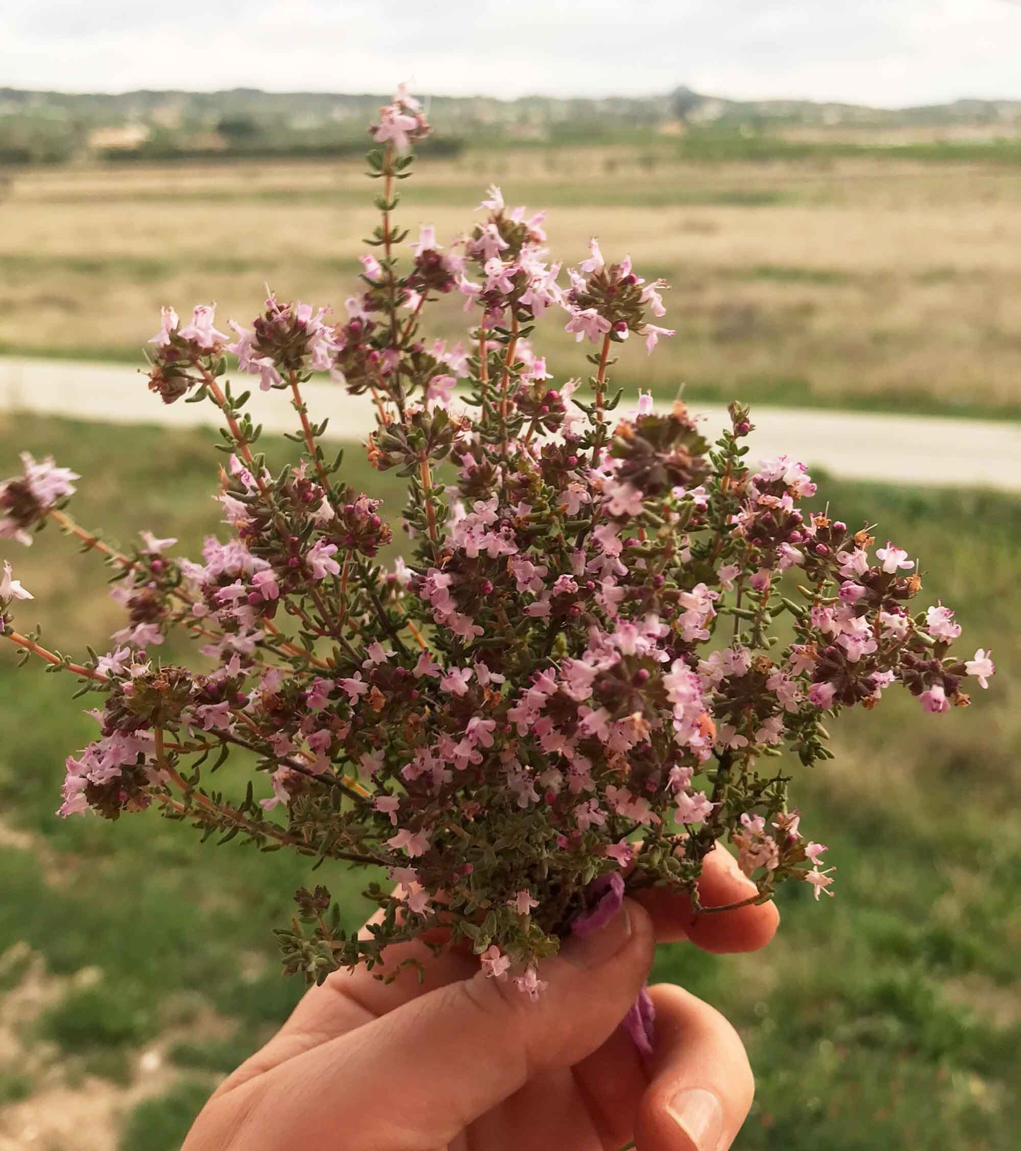 Mediterranean Wild Thyme, 4 Bunches of Spanish Organic Thyme, Thyme