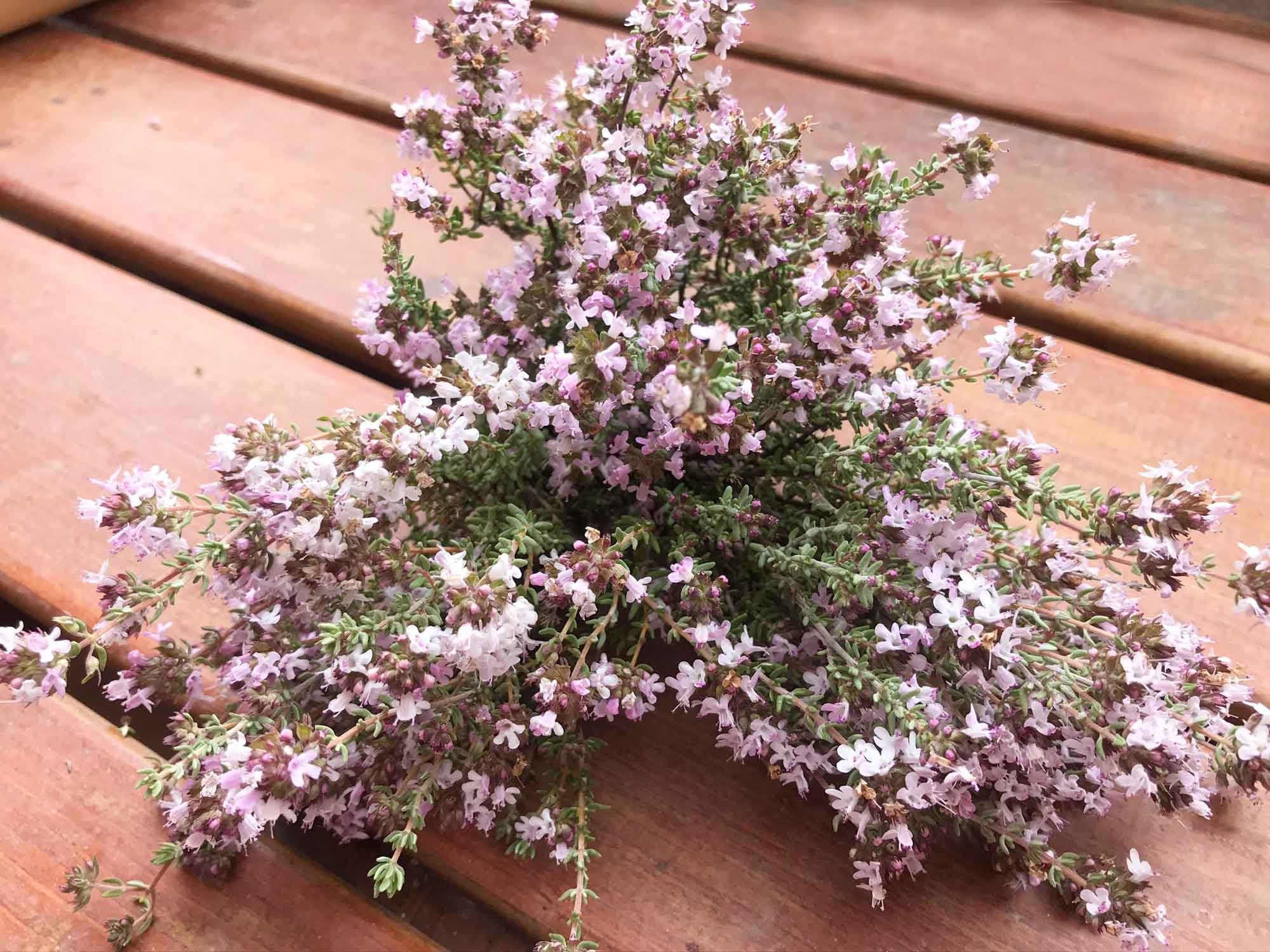 Mediterranean Wild Thyme, 4 Bunches of Spanish Organic Thyme, Thyme