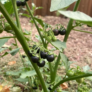 30 PCS Of Black Nightshade 龍葵 Berries Seeds& 10 of Seeding plants