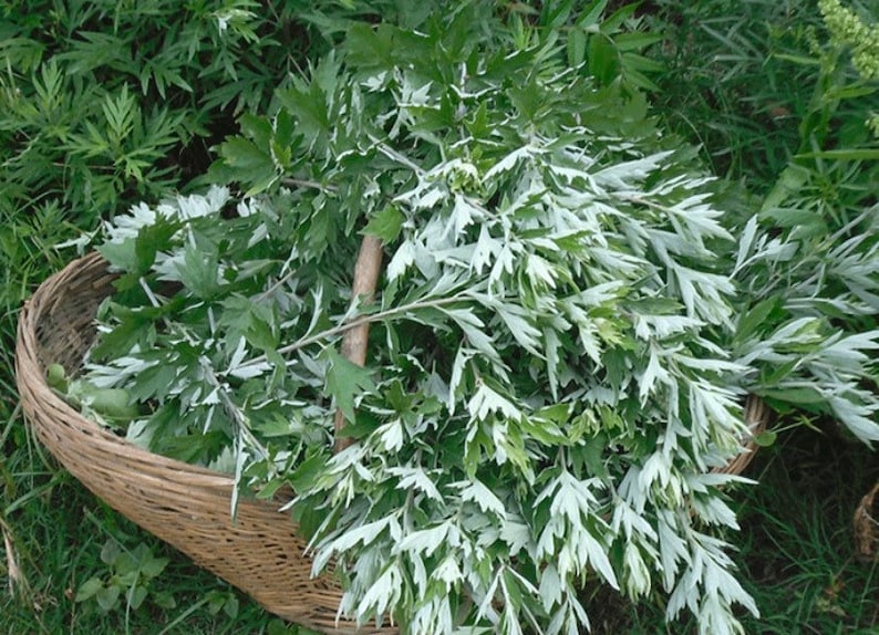 Organic Wormwood , Artemisia argyi Health Plants image 3