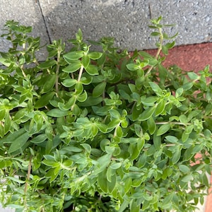 Sedum sarmentosum stringy stonecrop dol namul ( 垂盆草）picked  10+ plants with Roots