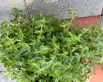 Sedum sarmentosum stringy stonecrop dol namul ( 垂盆草）picked  6+ plants with Roots