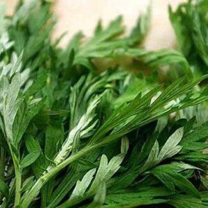 Organic Wormwood , Artemisia argyi Health Plants image 2