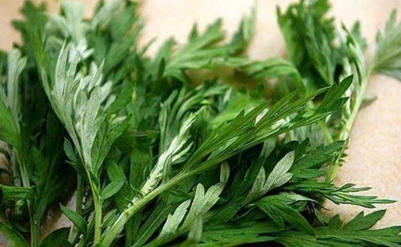 Organic Wormwood , Artemisia argyi Health Plants image 2