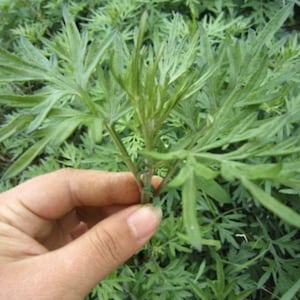 Organic Wormwood , Artemisia argyi Health Plants image 1