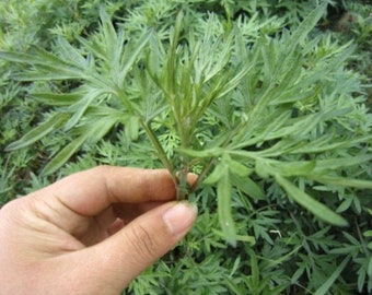Organic Wormwood , Artemisia argyi ，Health Plants