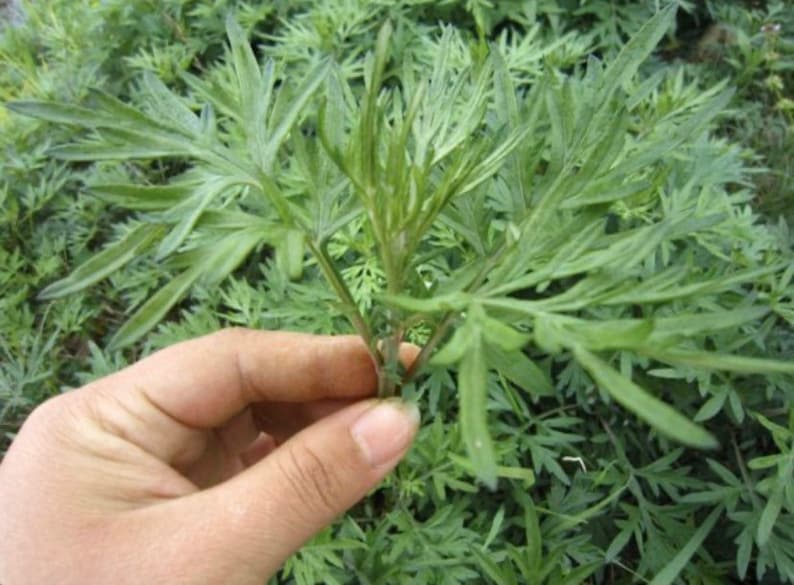 Organic Wormwood , Artemisia argyi Health Plants image 1