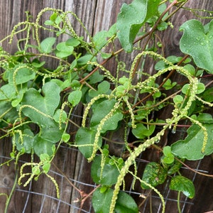 4 pcs Anredera Cordifolia 藤三七，土三七，洋落葵 live plants