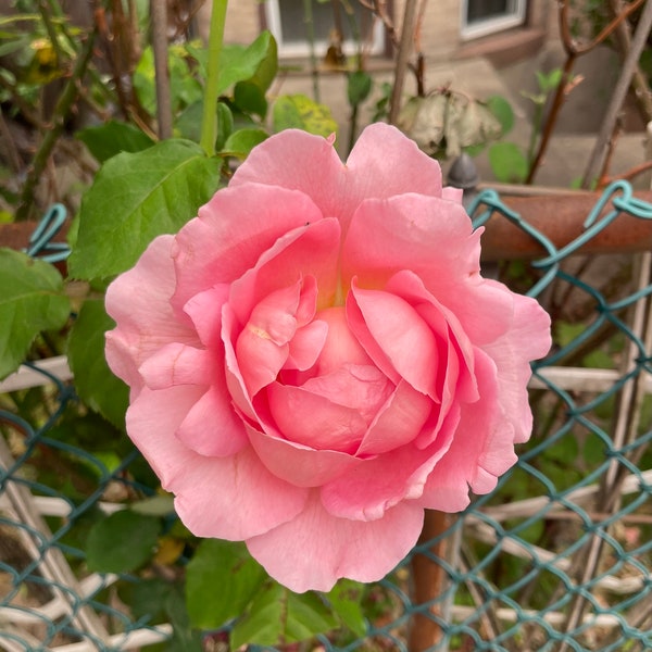 Pink Rose Showing Itself - flowers, spring flowers, fence, wire fence, front garden, brick house, seasonal flowers, nature, close-up