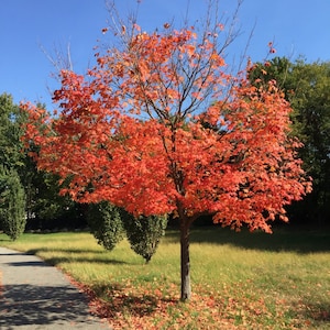 Red Tree - Nature photography, Autumn, Red leaves, Autumn leaves, Trees, Season Photography