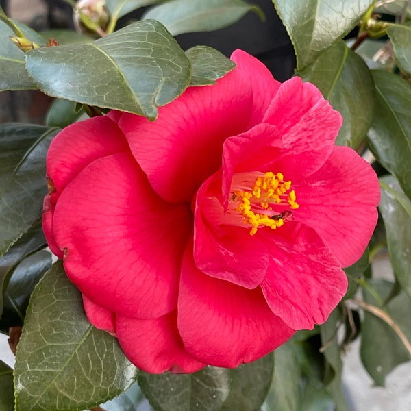 Rose Camellia Close-Up/Zoom-In with green leaves; summer flowers