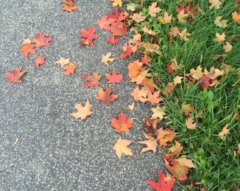 Fallen Autumn Leaves Photograph, Nature Photography, Nature, Seasons Photograph