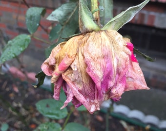 Heavy With Rainwater - flowers, pink flower, wet, flower petals, nature