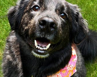 Collier bandana pour animal de compagnie - Fleurs funky