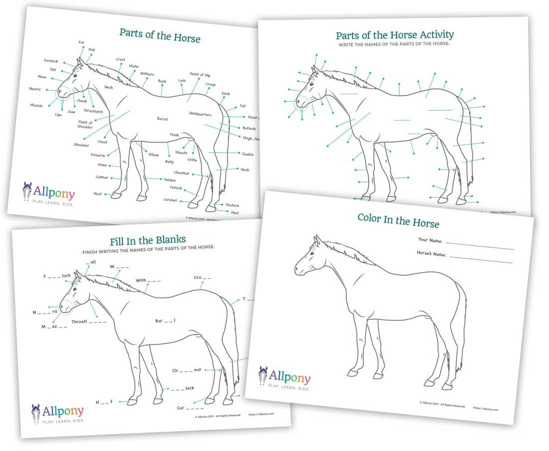 Parts of the Horse Activity Etsy