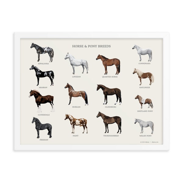 Horse & Pony Breeds Framed Poster