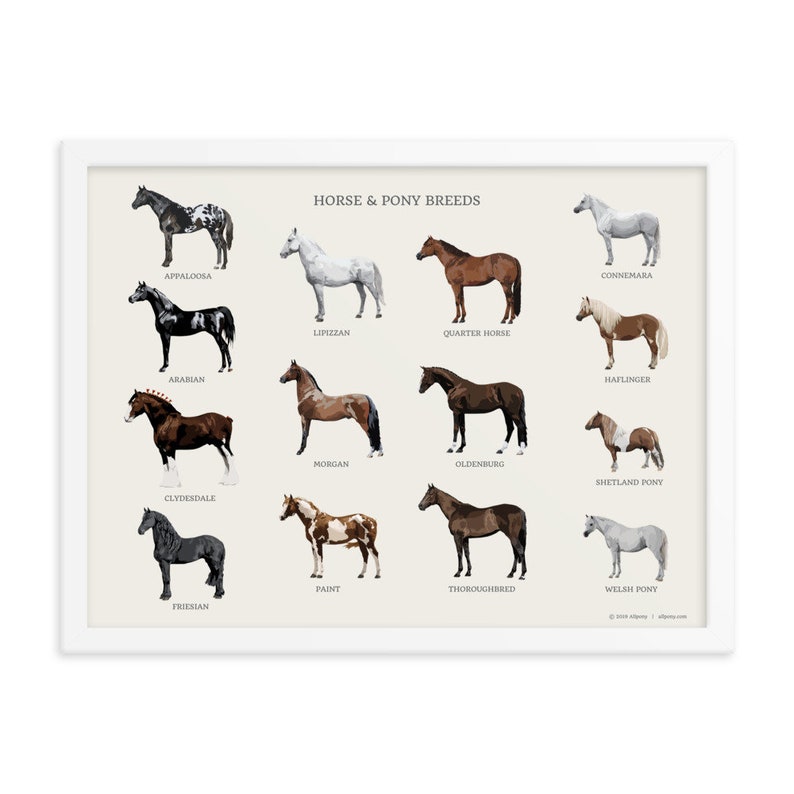 Horse & Pony Breeds Framed Poster .br