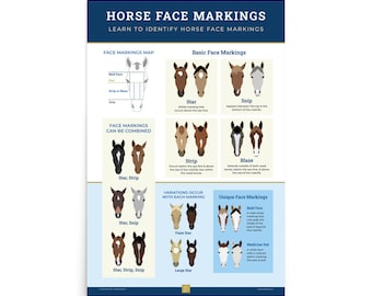 Horse Face Markings Educational Poster