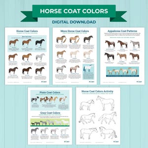Könnte beinhalten: Eine Sammlung von Lehrtafeln, die Pferdefellfarben, -muster und -variationen veranschaulichen. Die Tafeln zeigen Beispiele für gängige Farben, Pinto-Muster und Graufell-Variationen. Der Text "Horse Coat Colors" und "Digital Download" sind sichtbar.