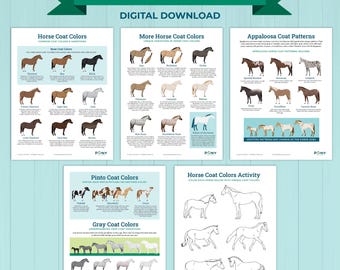 Horse Coat Colors Activity – Printable Coloring & Learning Worksheet for Kids