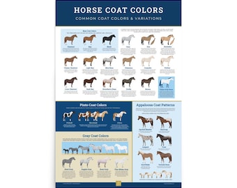 Póster de colores del pelaje del caballo: lámina artística ecuestre educativa para niños, decoración para establos