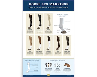 Horse Leg Markings Illustrated Guide Educational Poster