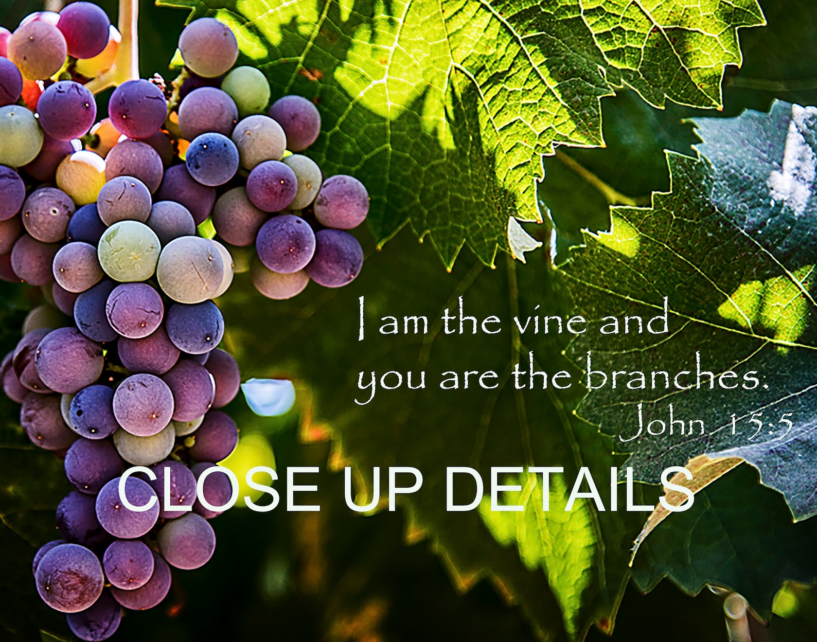 I am the vine John 15:5 Bible Verse Grapes Vine Vineyard | Etsy